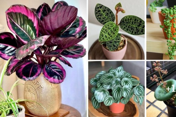 16 Houseplants With Large Leaves That Will Bring The Jungle Into Your Home