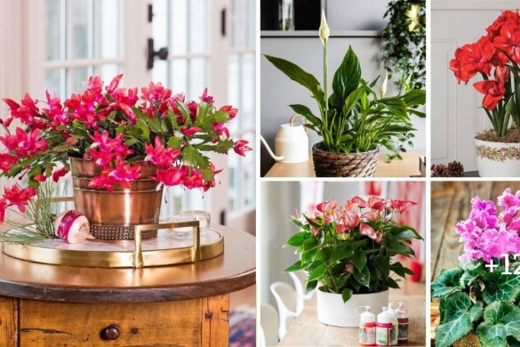 18 Houseplants You Cannot Kill Even If You Tried