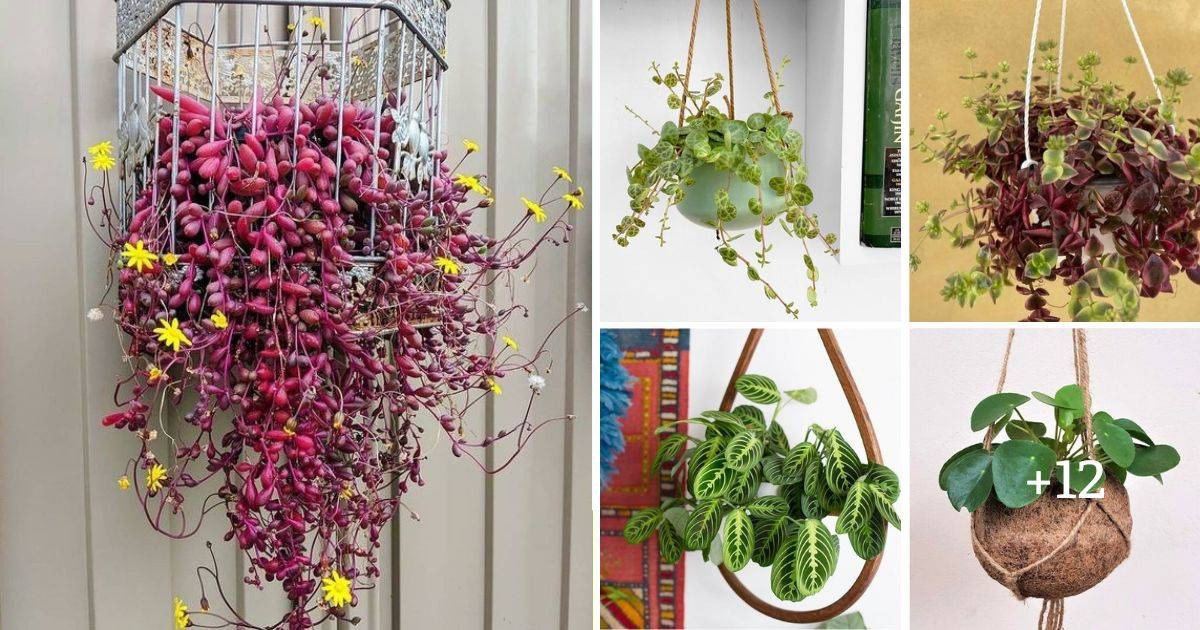 17 Hanging Basket Plants That Will Thrill You With Their Beauty