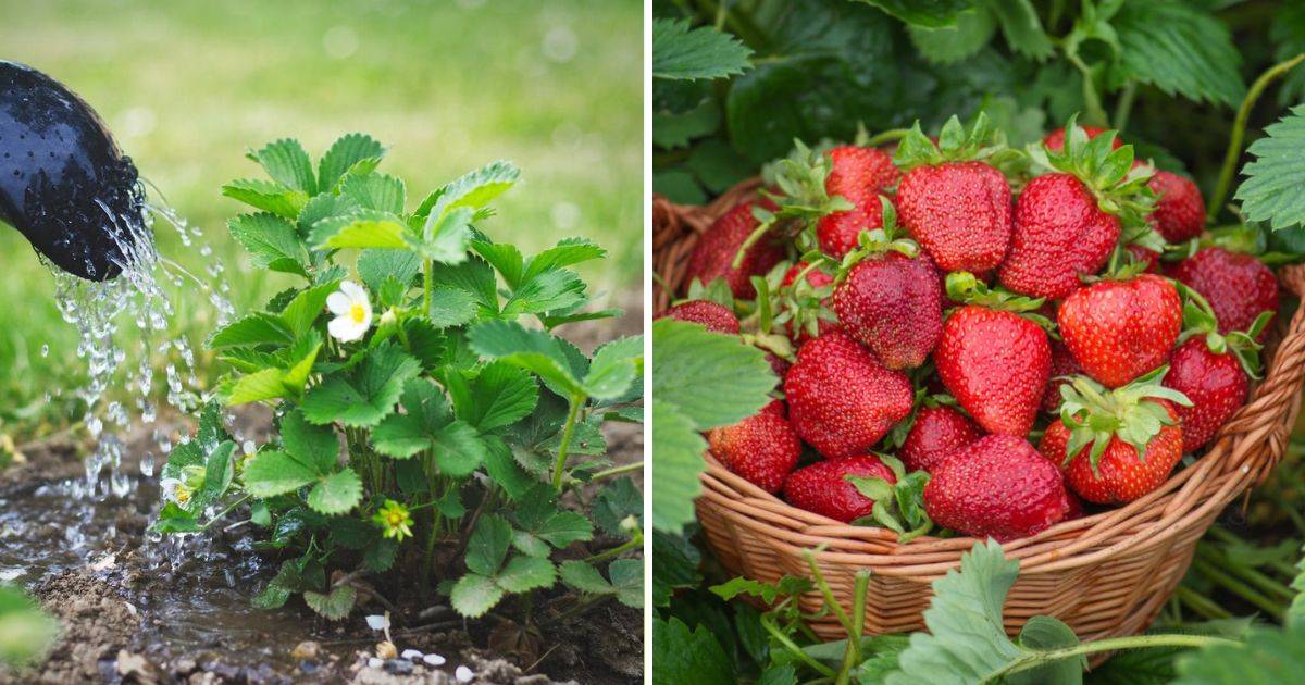 How to Grow A Fruitful Strawberry Harvest A Complete Guide for Beginners