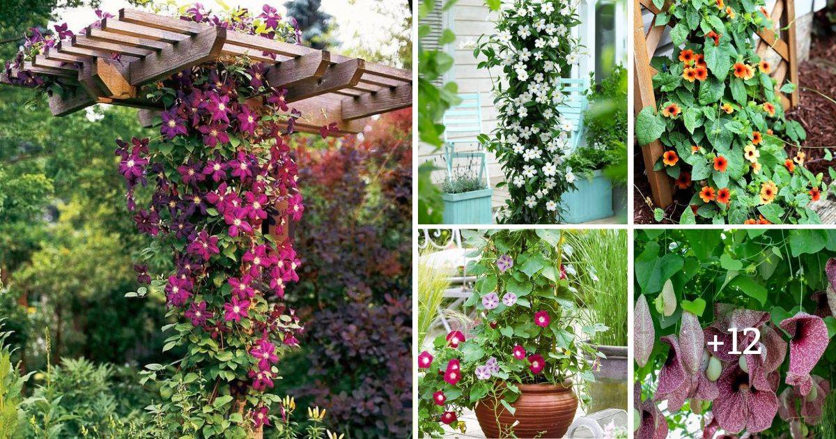 17 Amazing Fast-Growing Vines To Add Curb Appeal To Your Garden