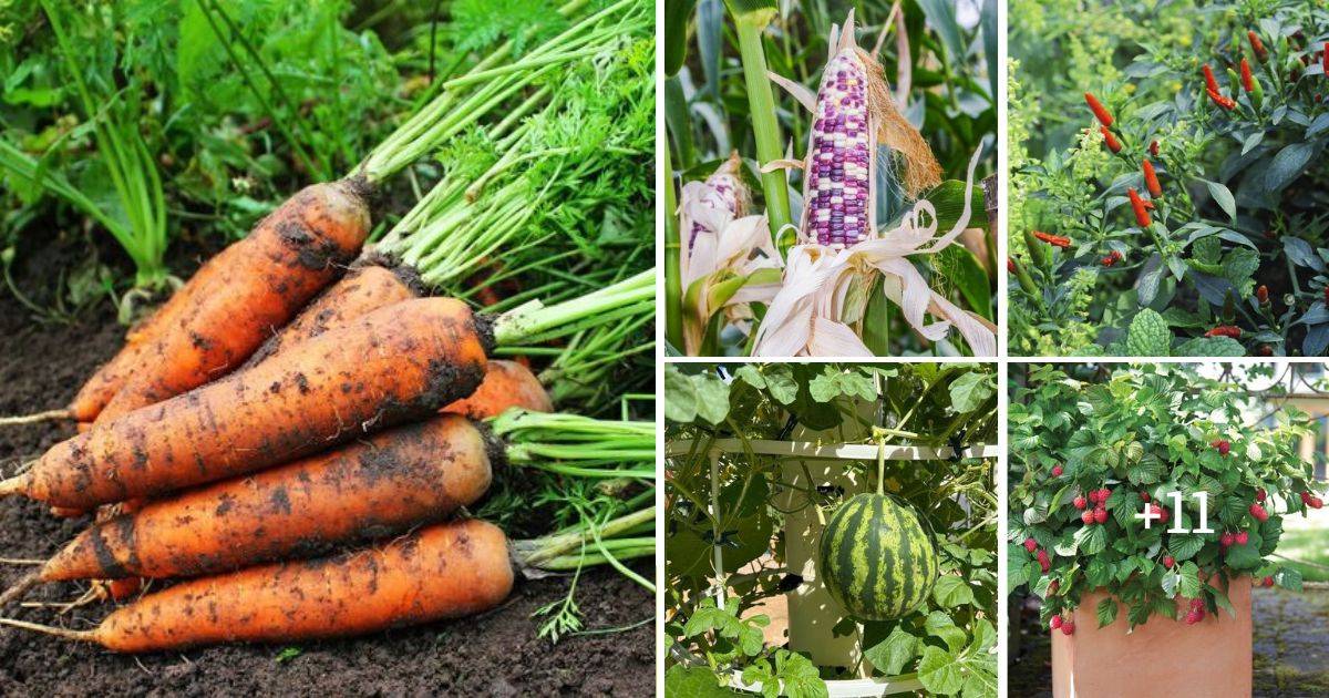 16 Crops That Will Save The Day In Your Emergency Garden