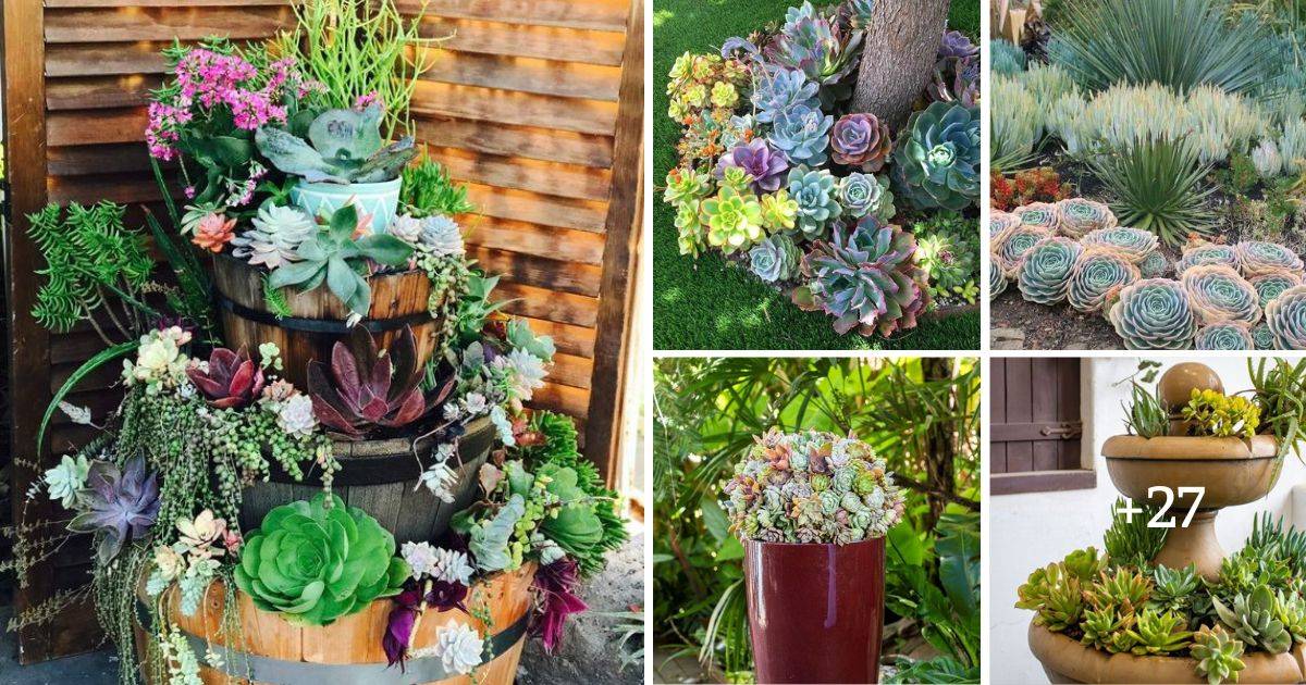 32 Succulent Garden Ideas To Create Enchanting Outdoor Scenes