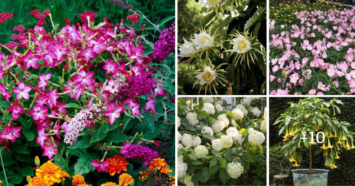 15 Flowers That Bloom At Night For A Dreamy And Fragrant Garden