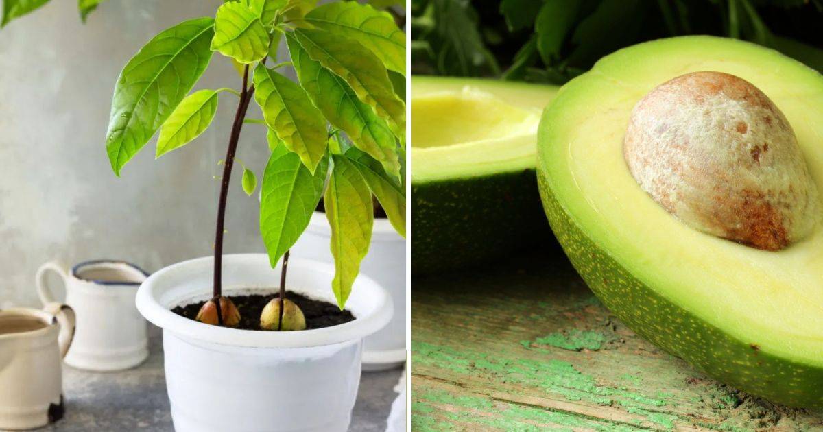 7 Tips To Successful Container Gardening With Avocado Trees