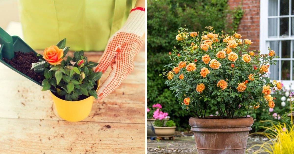 10 Essential Tips To Plant Roses In Pots Like A Pro