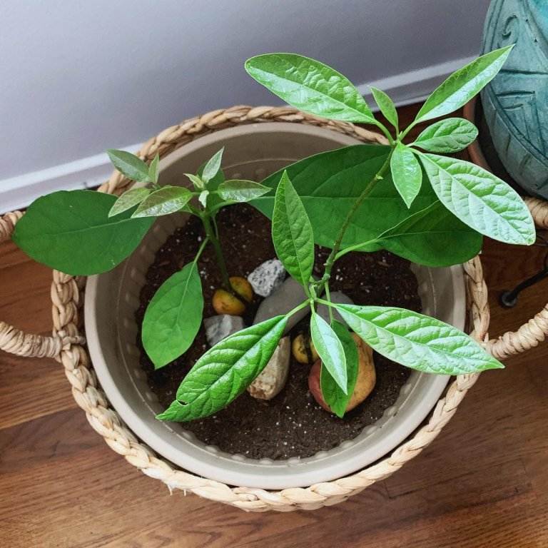 7 Tips To Successful Container Gardening With Avocado Trees