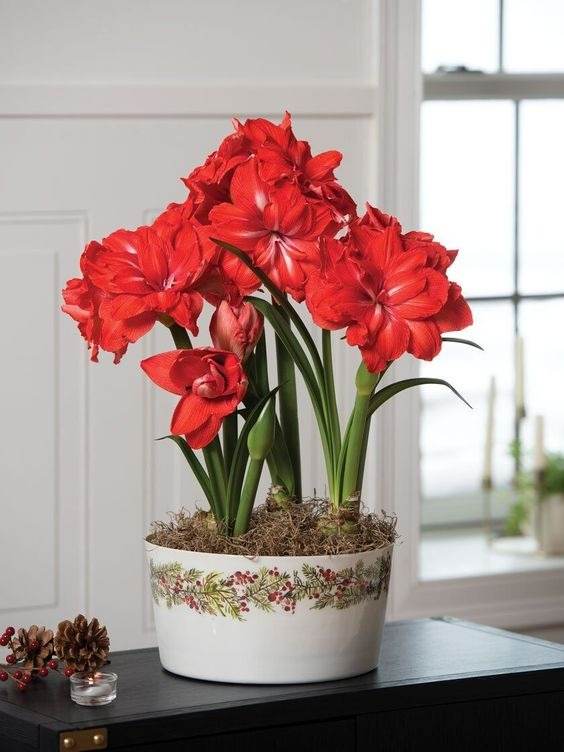 17 Indoor Houseplants That Bring Everlasting Flowering Delights - 115