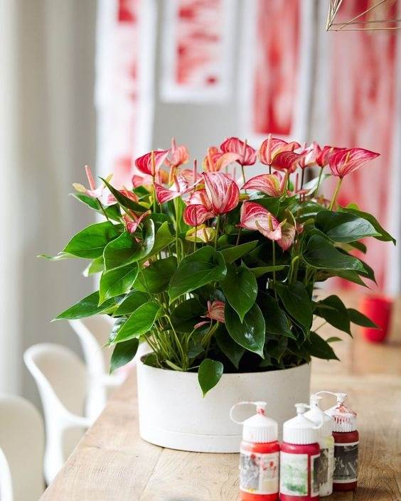 17 Indoor Houseplants That Bring Everlasting Flowering Delights - 119