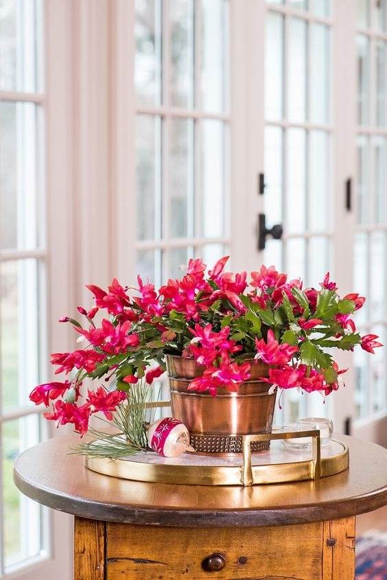 17 Indoor Houseplants That Bring Everlasting Flowering Delights - 123