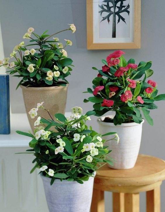 17 Indoor Houseplants That Bring Everlasting Flowering Delights - 125