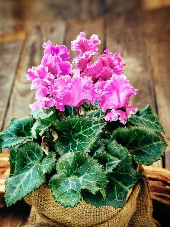 17 Indoor Houseplants That Bring Everlasting Flowering Delights - 127