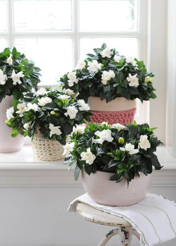 17 Indoor Houseplants That Bring Everlasting Flowering Delights - 129