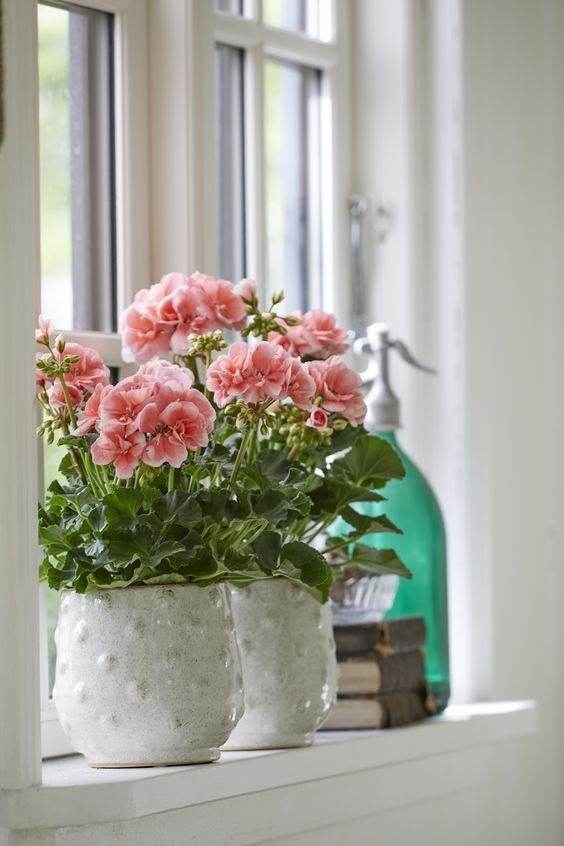 17 Indoor Houseplants That Bring Everlasting Flowering Delights - 131