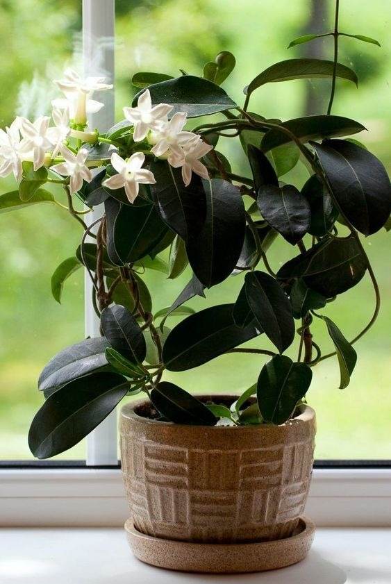 17 Indoor Houseplants That Bring Everlasting Flowering Delights - 133