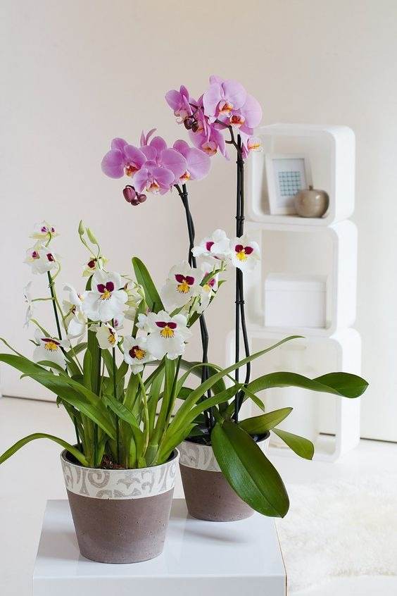 17 Indoor Houseplants That Bring Everlasting Flowering Delights - 139