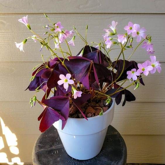 17 Indoor Houseplants That Bring Everlasting Flowering Delights - 141