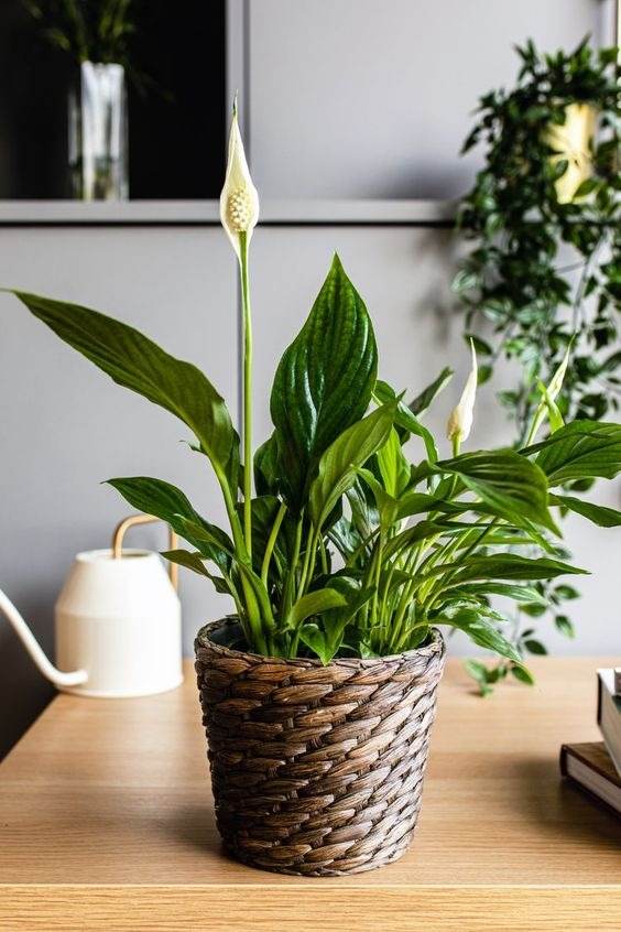 17 Indoor Houseplants That Bring Everlasting Flowering Delights - 143