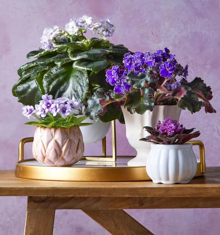 17 Indoor Houseplants That Bring Everlasting Flowering Delights - 145