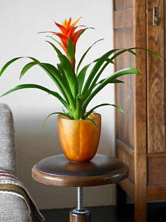 17 Indoor Houseplants That Bring Everlasting Flowering Delights - 147