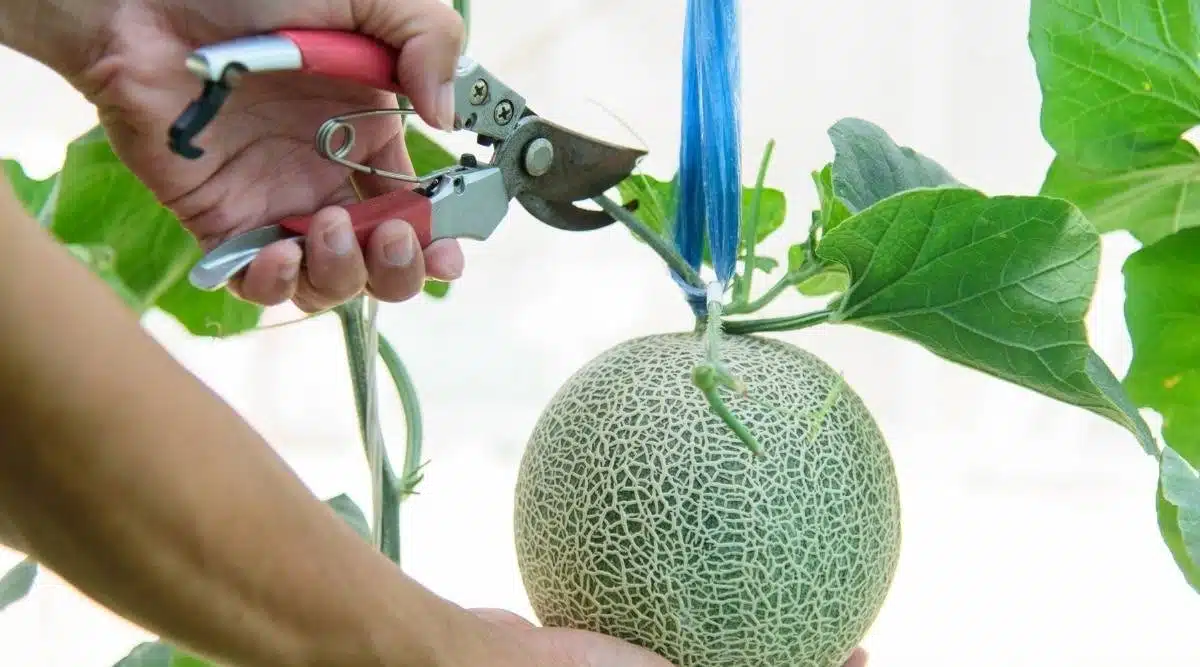 8 Tips And Tricks To Grow Cantaloupe That Will Surprise You - 69