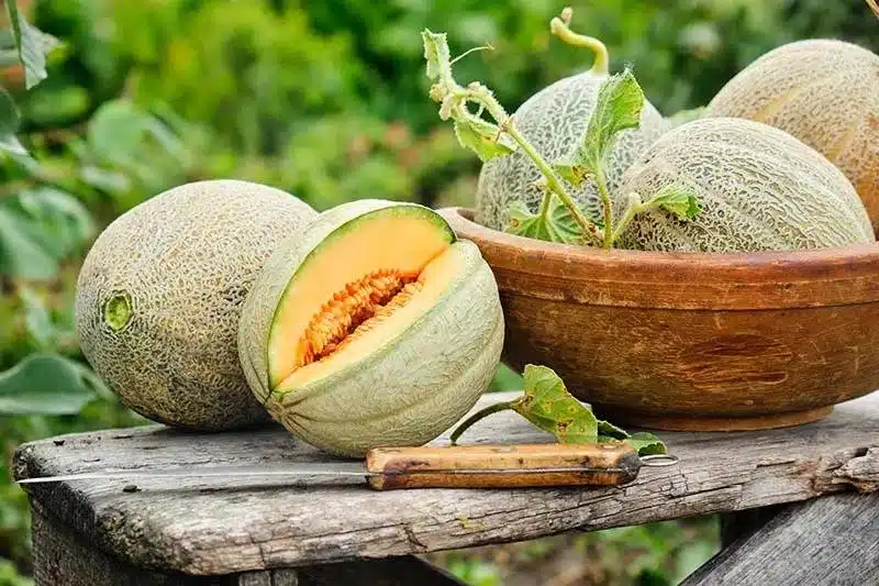 8 Tips And Tricks To Grow Cantaloupe That Will Surprise You - 75