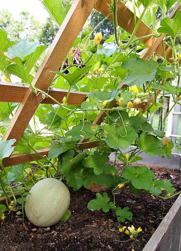 8 Tips And Tricks To Grow Cantaloupe That Will Surprise You - 67