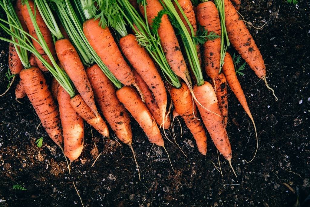 9 Incredible Ways Carrot Juice Benefits Your Garden - 75