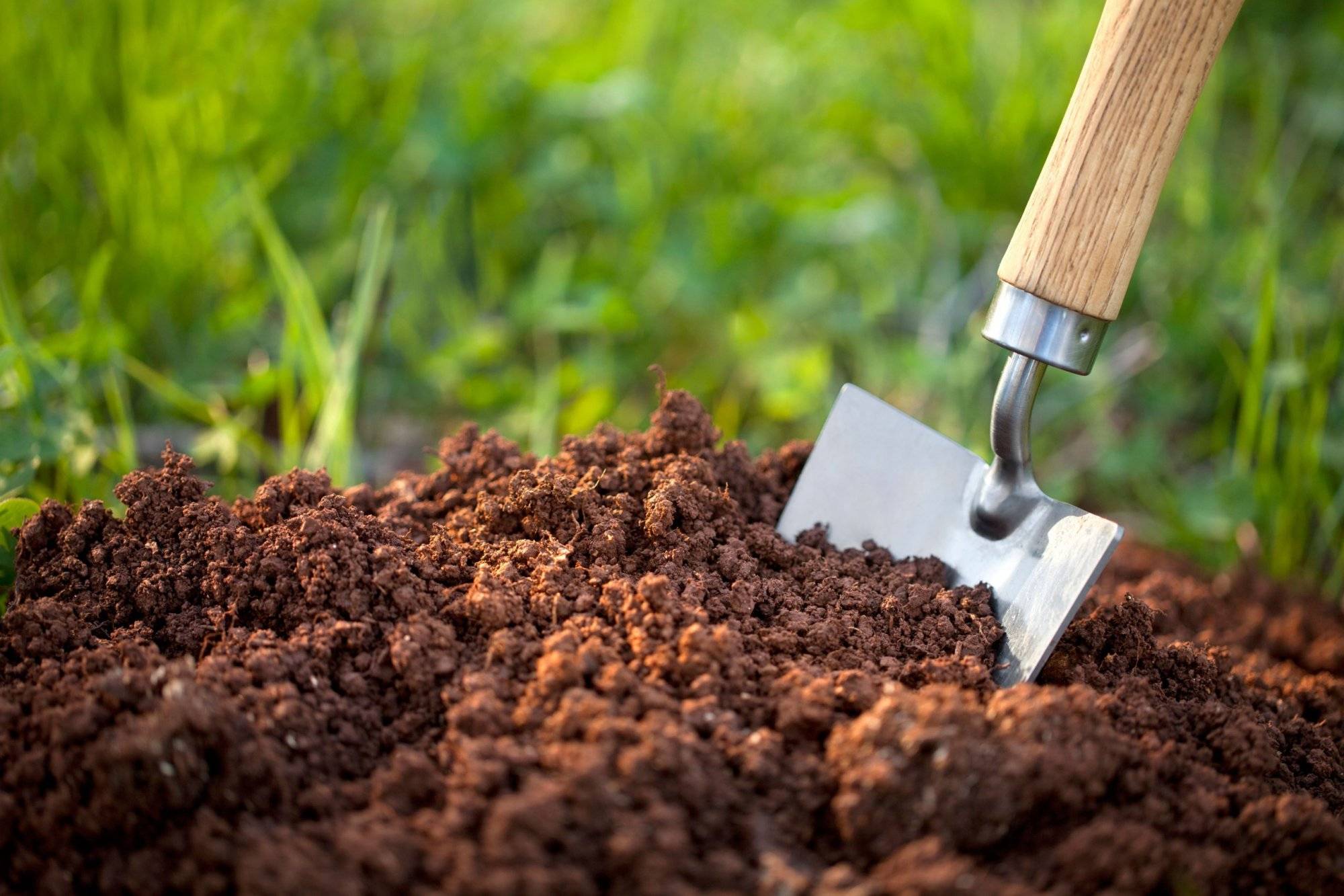 9 Incredible Ways Carrot Juice Benefits Your Garden - 63