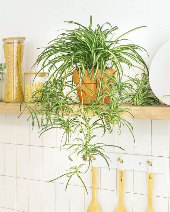 15 Fastest Growing Houseplants That Will Transform Your Home In A Matter Of Weeks - 103