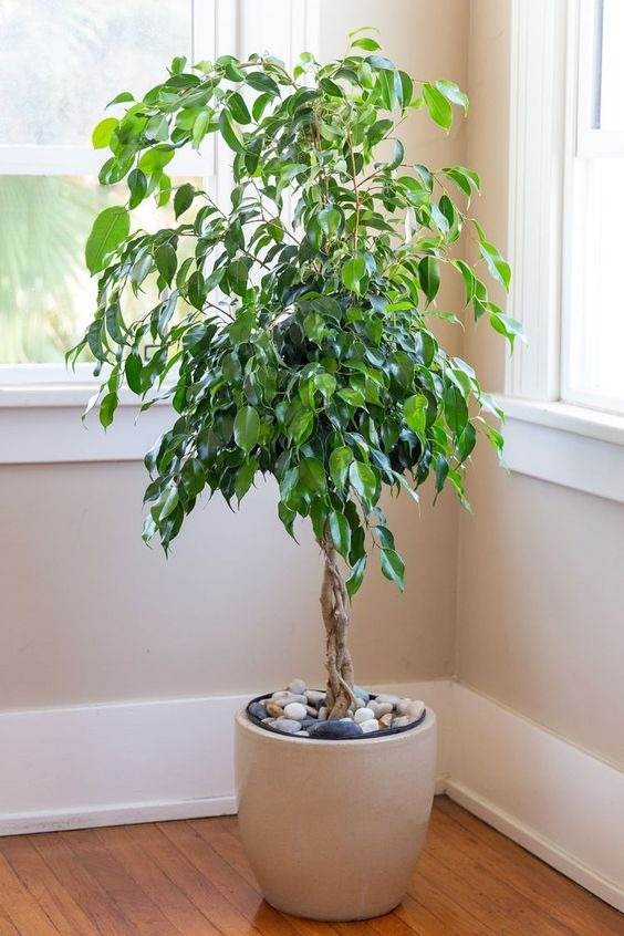 15 Fastest Growing Houseplants That Will Transform Your Home In A Matter Of Weeks - 105