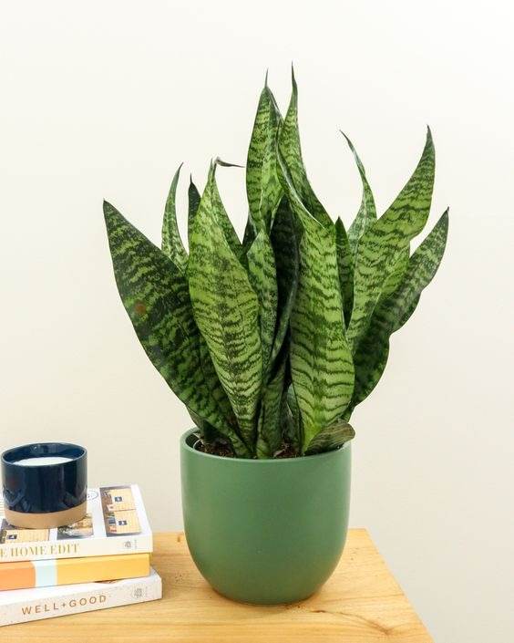 15 Fastest Growing Houseplants That Will Transform Your Home In A Matter Of Weeks - 107