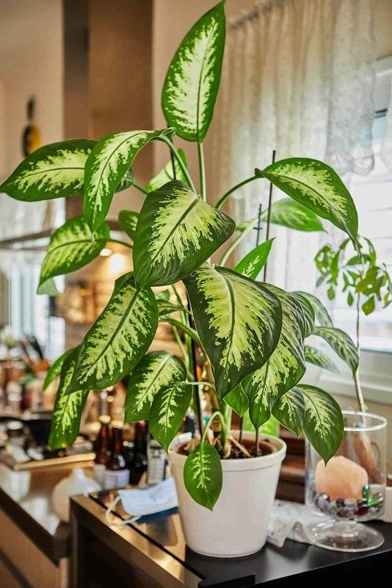 15 Fastest Growing Houseplants That Will Transform Your Home In A Matter Of Weeks - 109