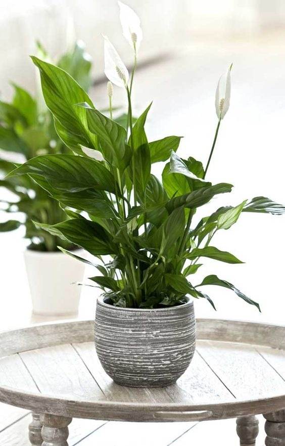 15 Fastest Growing Houseplants That Will Transform Your Home In A Matter Of Weeks - 113