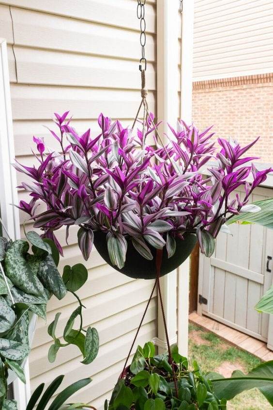 15 Fastest Growing Houseplants That Will Transform Your Home In A Matter Of Weeks - 115