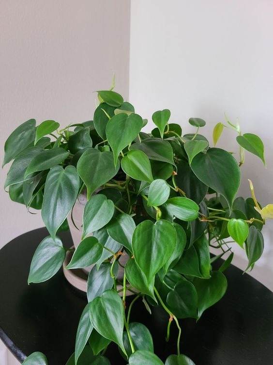 15 Fastest Growing Houseplants That Will Transform Your Home In A Matter Of Weeks - 121