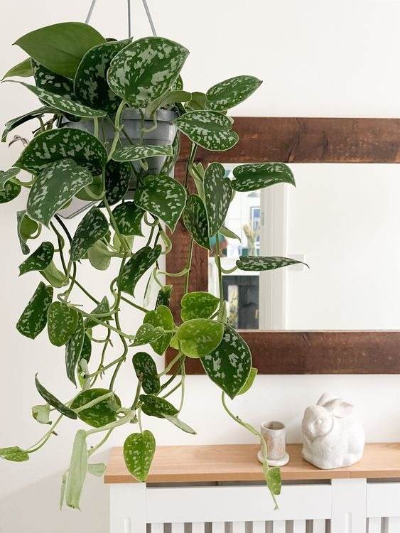 15 Fastest Growing Houseplants That Will Transform Your Home In A Matter Of Weeks - 123