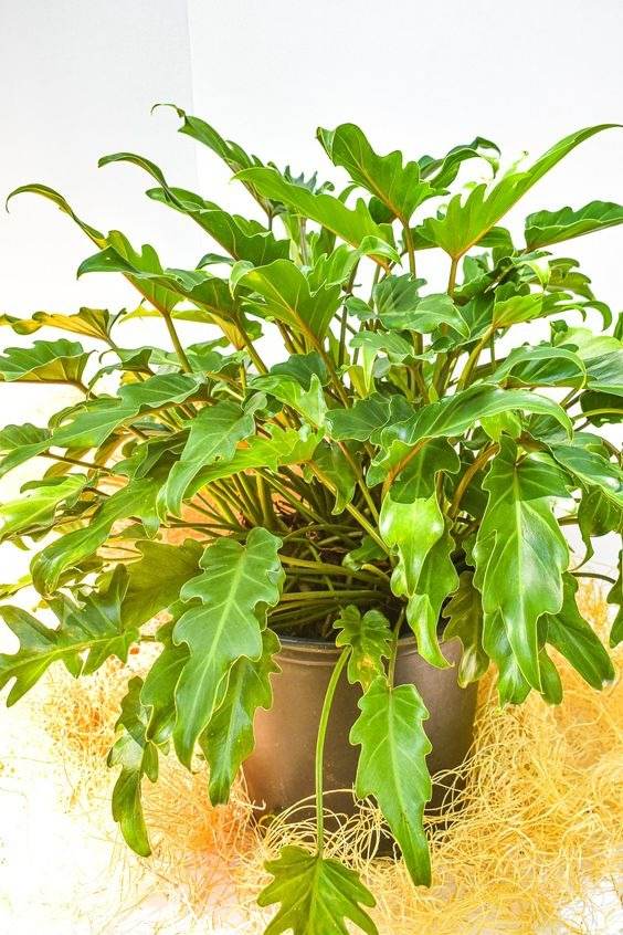 15 Fastest Growing Houseplants That Will Transform Your Home In A Matter Of Weeks - 125