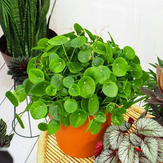 15 Fastest Growing Houseplants That Will Transform Your Home In A Matter Of Weeks - 127