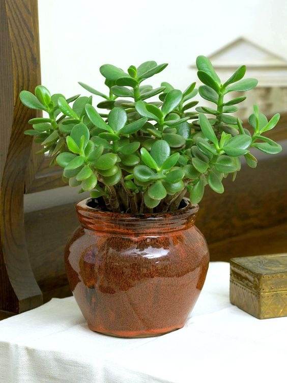 15 Fastest Growing Houseplants That Will Transform Your Home In A Matter Of Weeks - 129