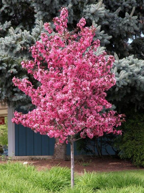 15 Fast-Growing Trees That Will Transform Your Landscape In No Time - 103
