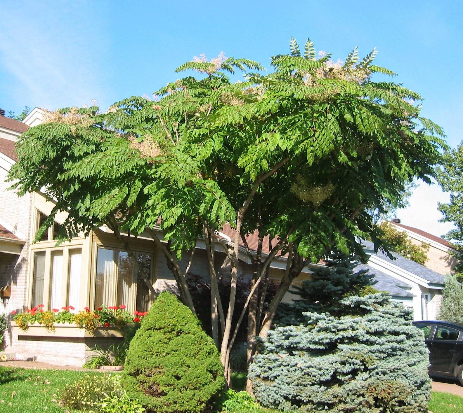 15 Fast-Growing Trees That Will Transform Your Landscape In No Time - 105