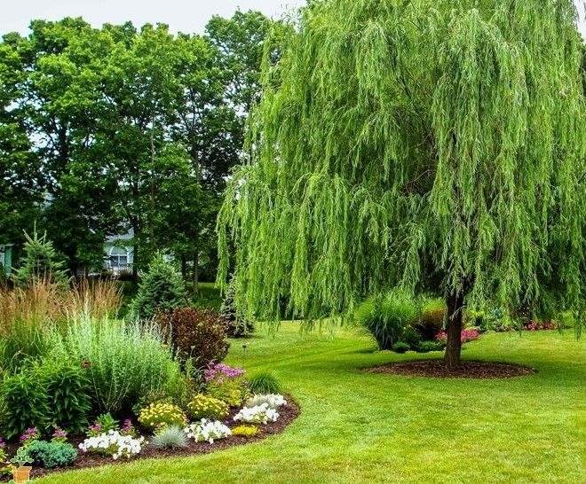 15 Fast-Growing Trees That Will Transform Your Landscape In No Time - 107