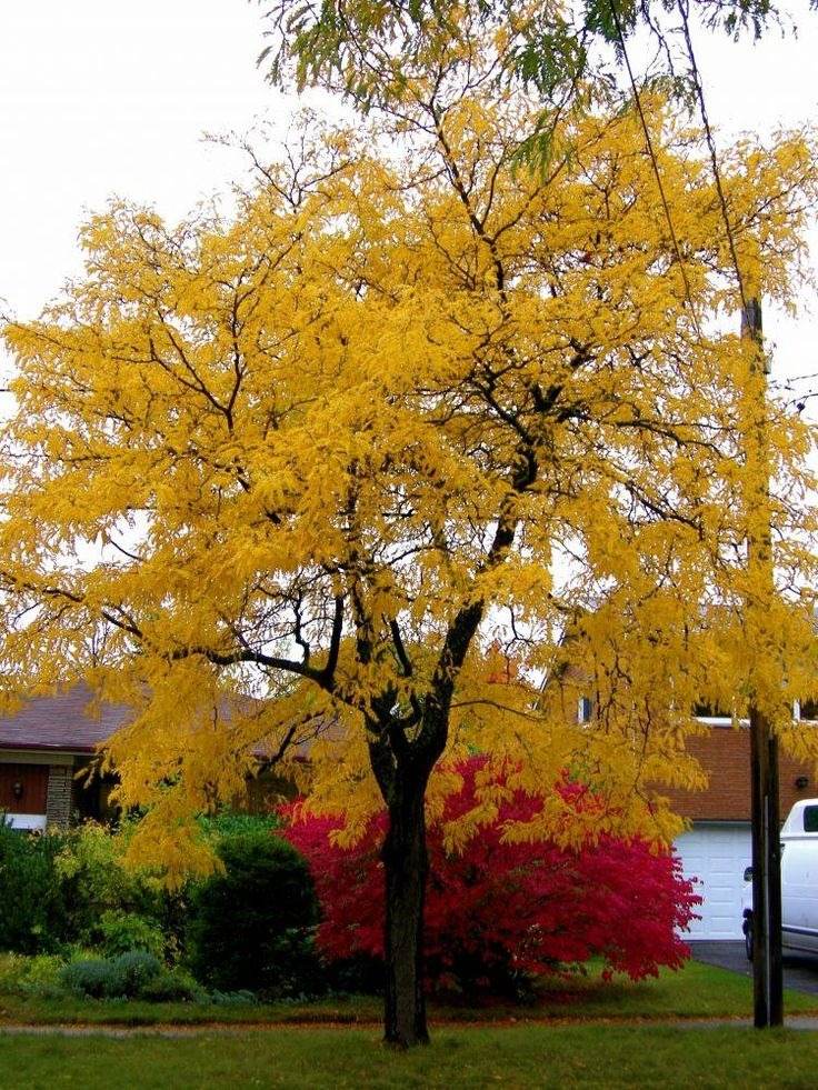 15 Fast-Growing Trees That Will Transform Your Landscape In No Time - 109
