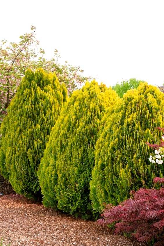 15 Fast-Growing Trees That Will Transform Your Landscape In No Time - 111