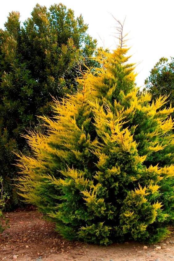 15 Fast-Growing Trees That Will Transform Your Landscape In No Time - 115