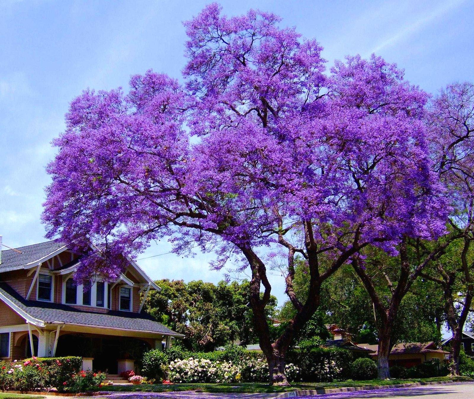 15 Fast-Growing Trees That Will Transform Your Landscape In No Time - 117