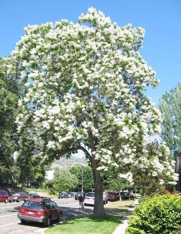 15 Fast-Growing Trees That Will Transform Your Landscape In No Time - 119