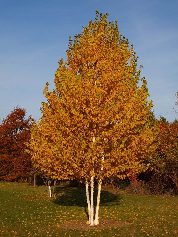 15 Fast-Growing Trees That Will Transform Your Landscape In No Time - 121