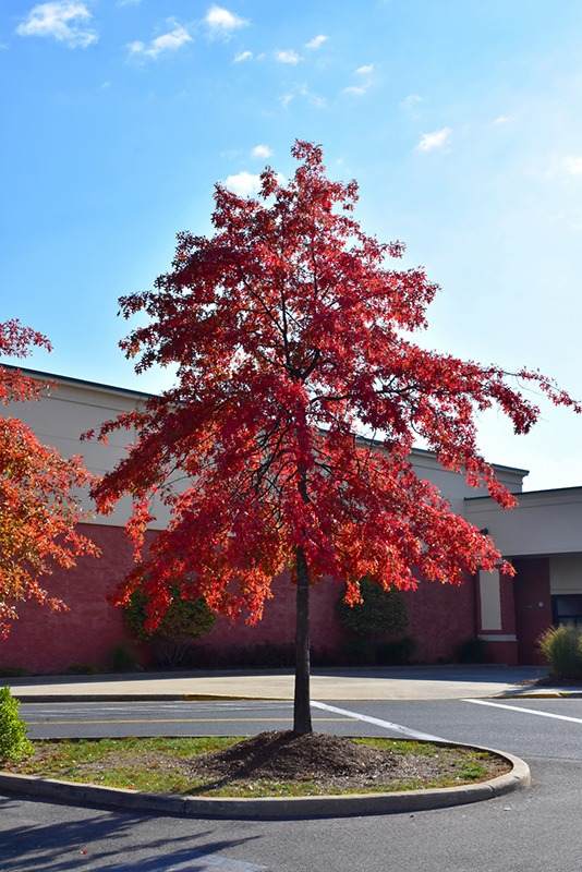 15 Fast-Growing Trees That Will Transform Your Landscape In No Time - 123